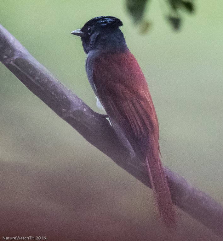 paraise flycatcher.jpg