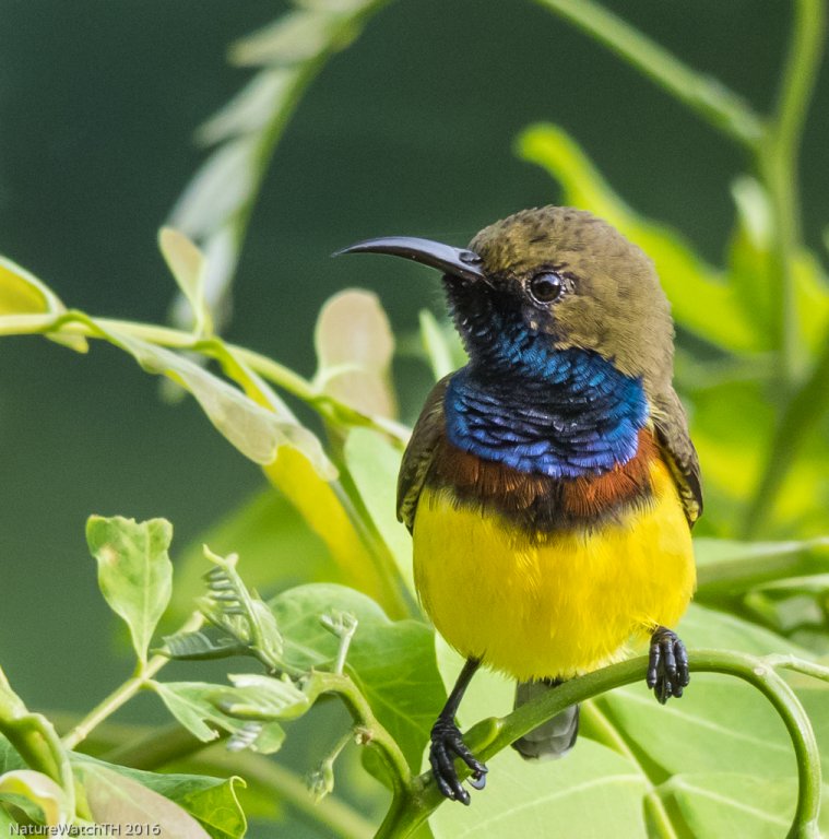 male olive backed sunbird.jpg