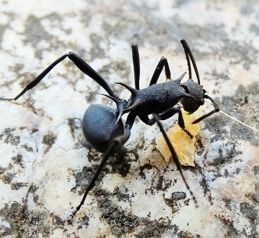33. Polyrhachis ssp. (1024x944).jpg