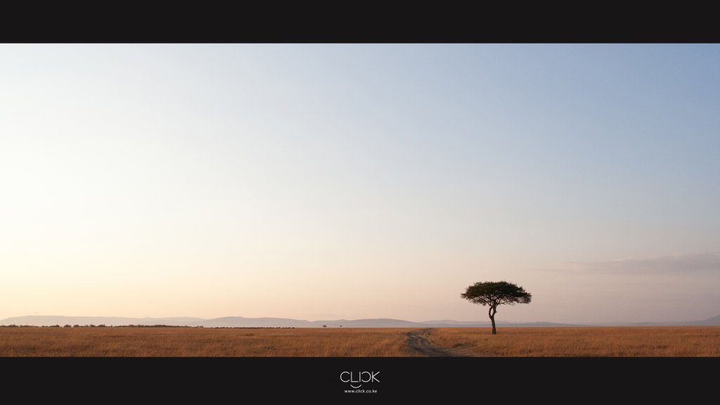 Lonely BigoTree.jpg