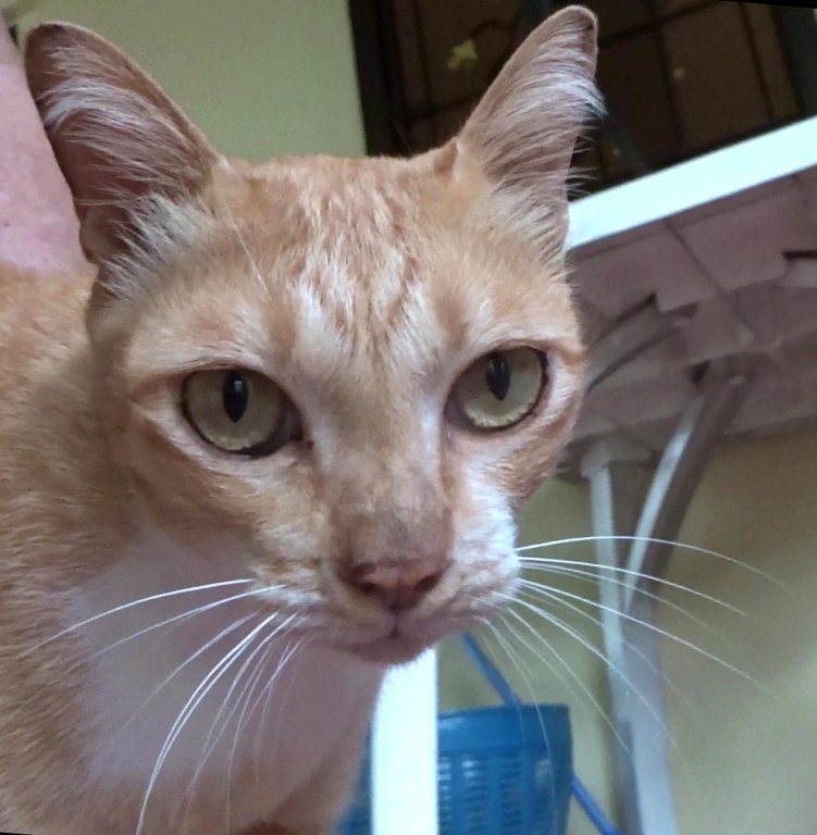 cat 00000.MTS_00_01_01_2016-09-20-00h08m55s453.jpg