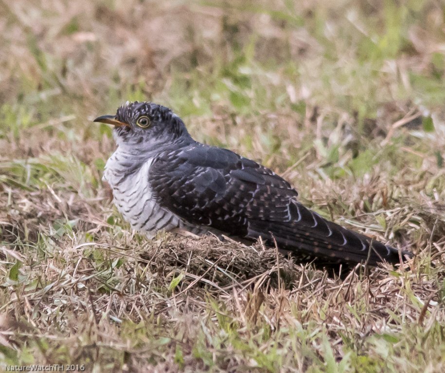 eurasian cuckoo.jpg