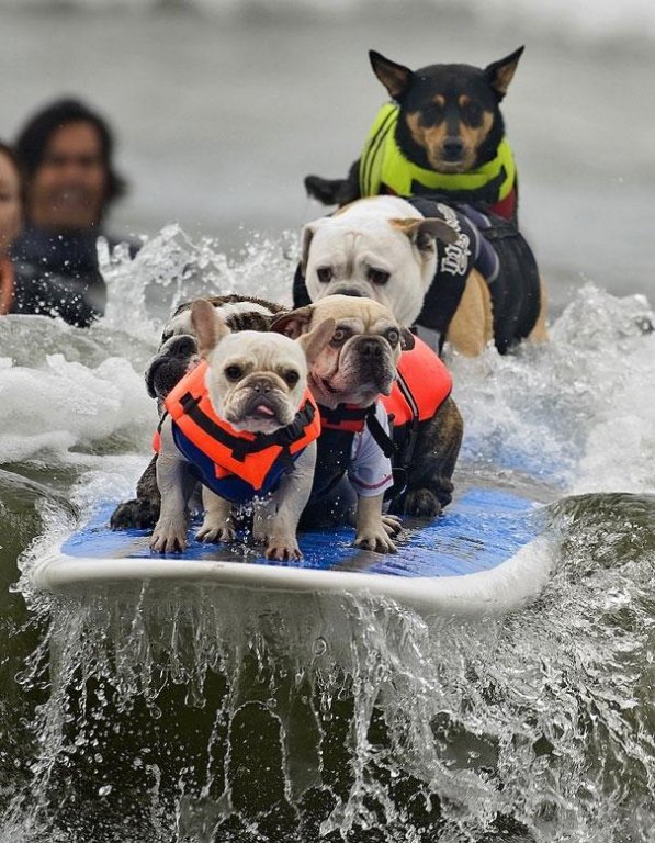 surfing dogs.jpg