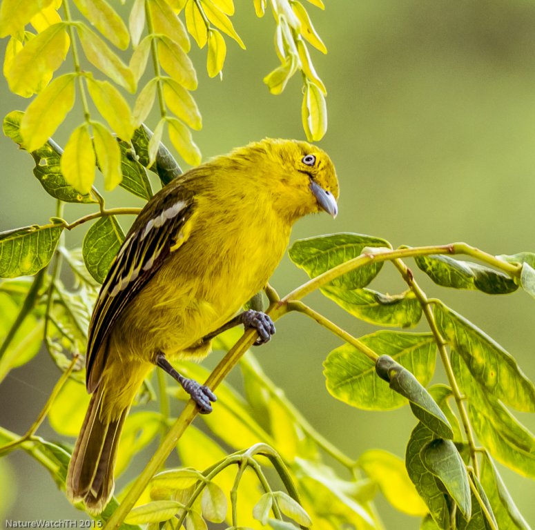 common iora.jpg