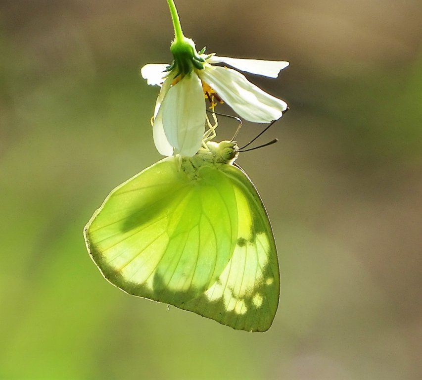 38 Common or Lemon emigrant  (Catopsilia p. pomona f-jugurtha) (1024x922).jpg