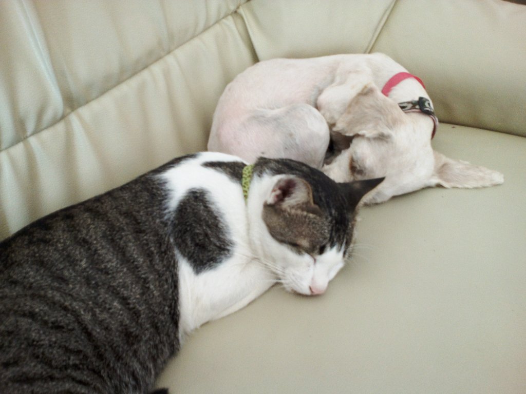 preawan and kitkat3.jpg