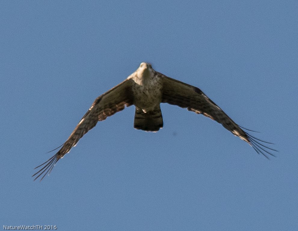 oriental Honey buzzard-4.jpg