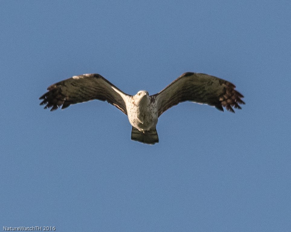 oriental Honey buzzard-5.jpg