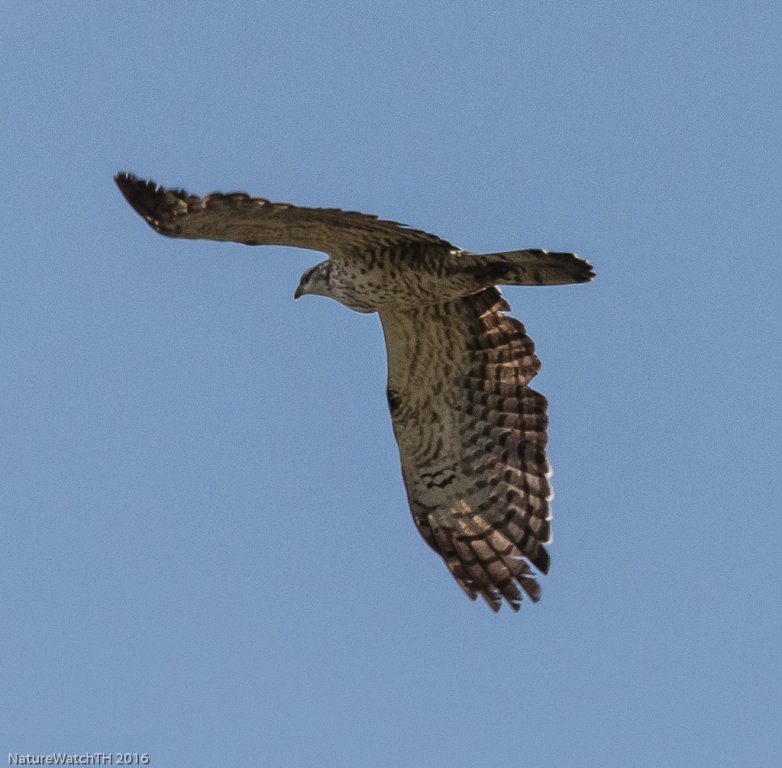 oriental Honey buzzard-2.jpg