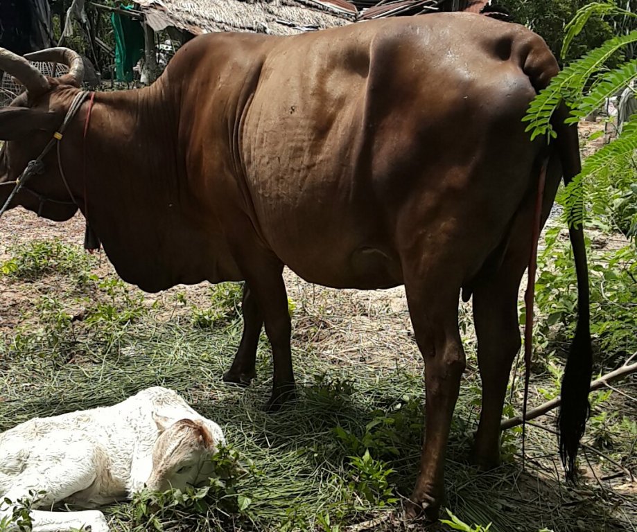 Cow23.jpg