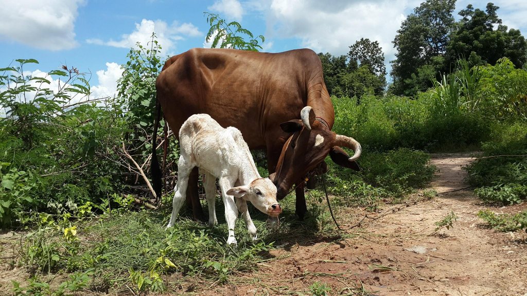 Cow24.jpg