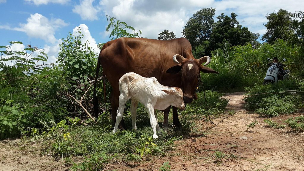 Cow25.jpg