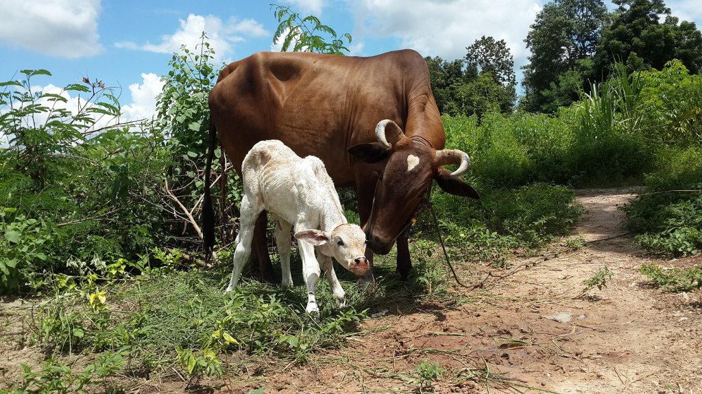 Cow26.jpg