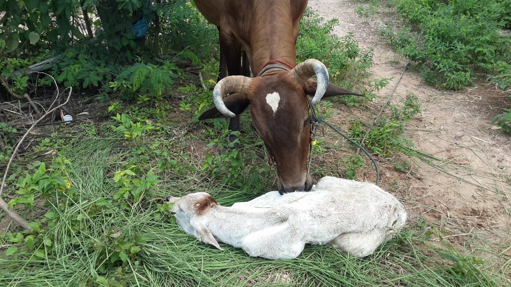 Cow27.jpg