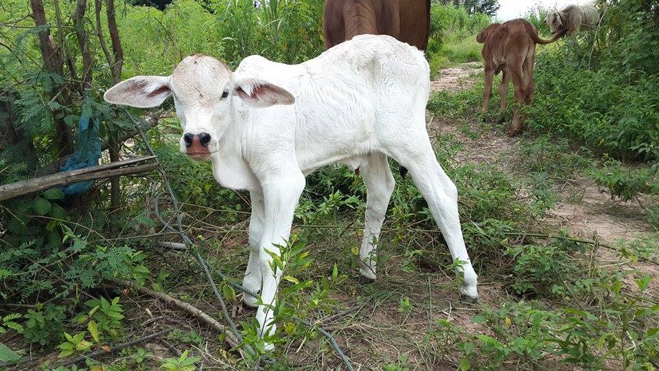 Cow35.jpg