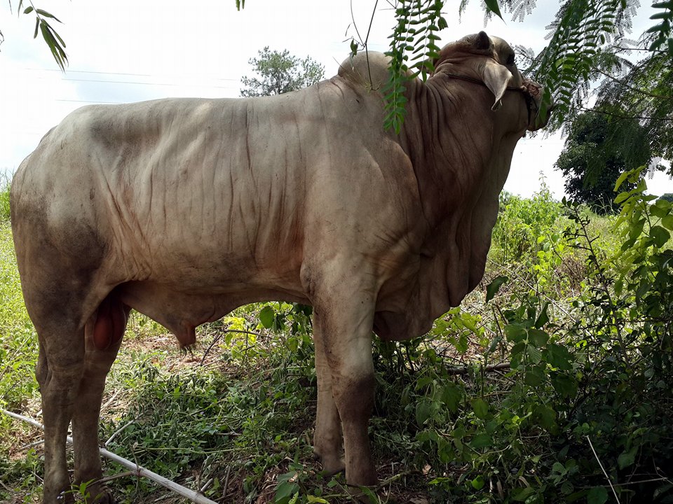 Cow45.jpg