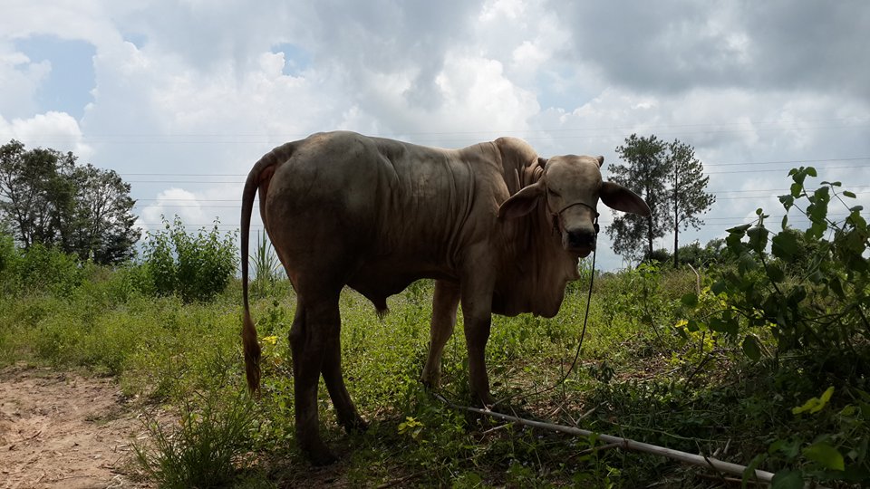 Cow46.jpg
