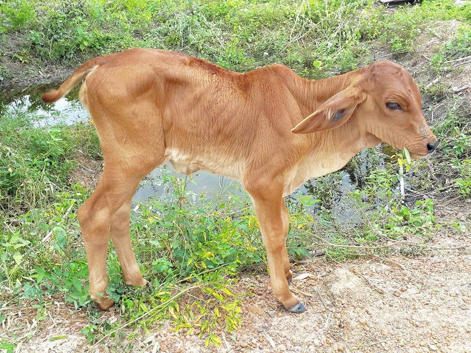Cow47.jpg