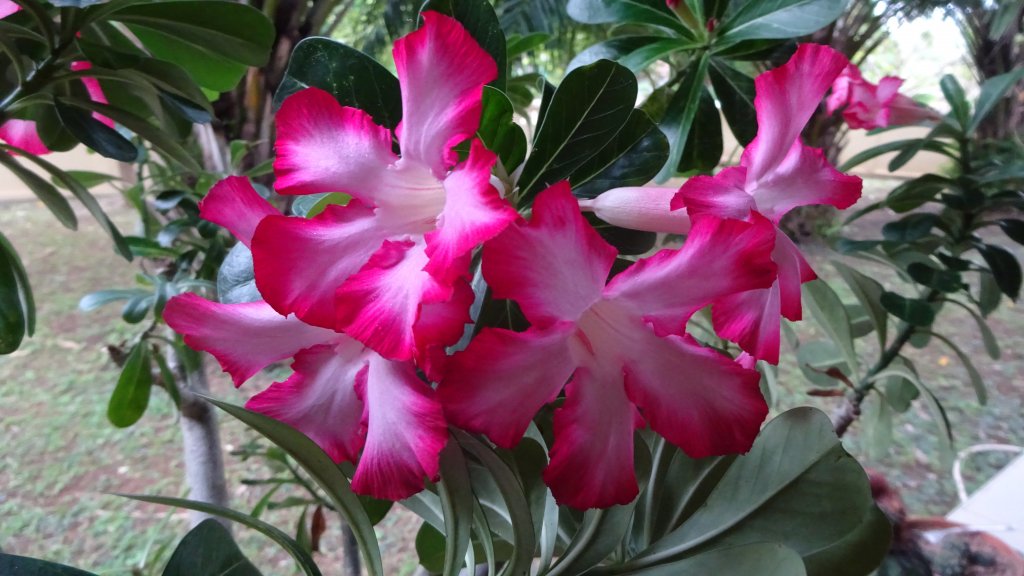 DSC06050.JPG