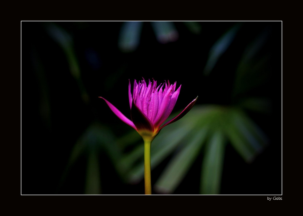 Flower021.JPG
