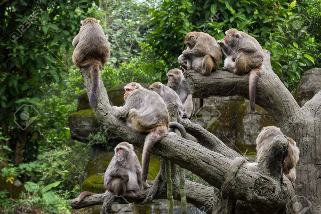 Tree_of_monkeys.jpg