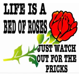 rose.jpg
