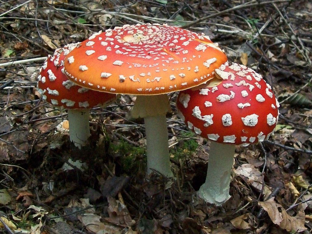 toadstool-fly-agaric-magic-mushroom-2.jpg