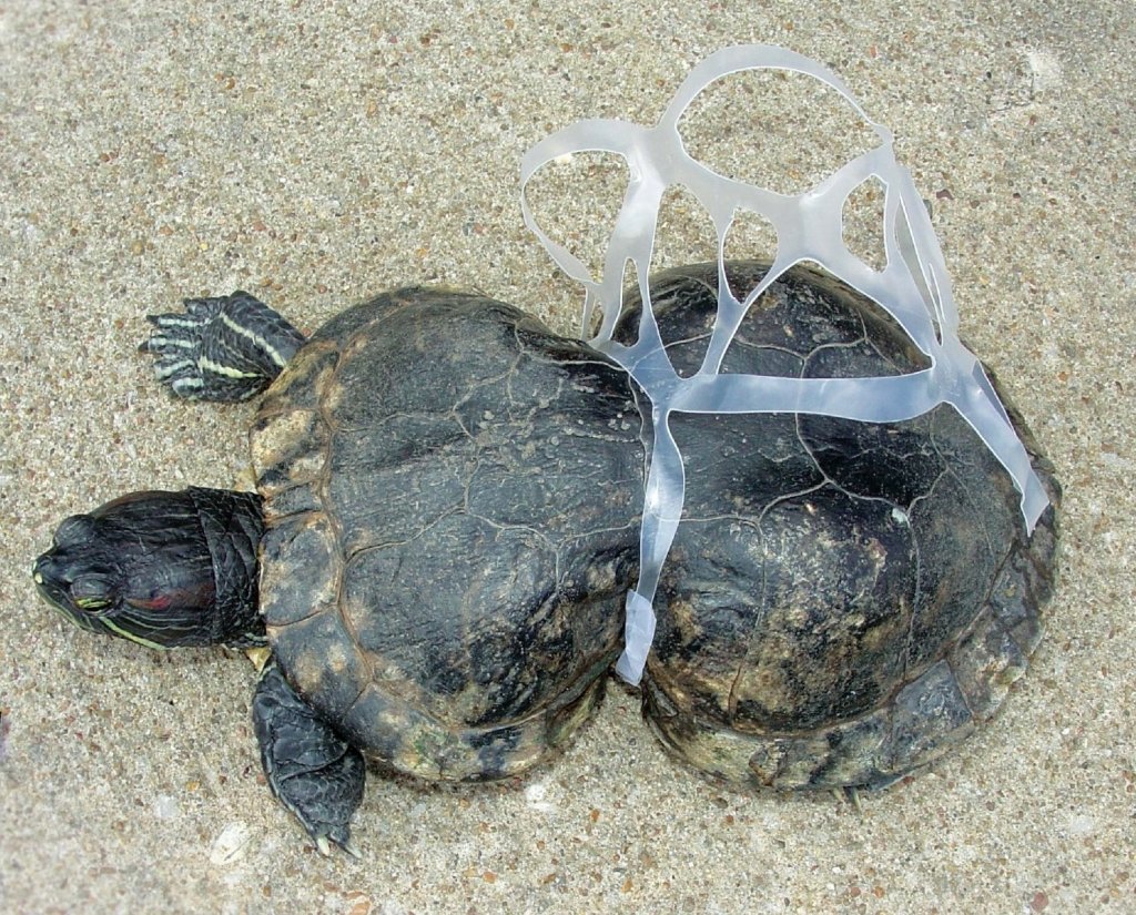 turtle.jpg