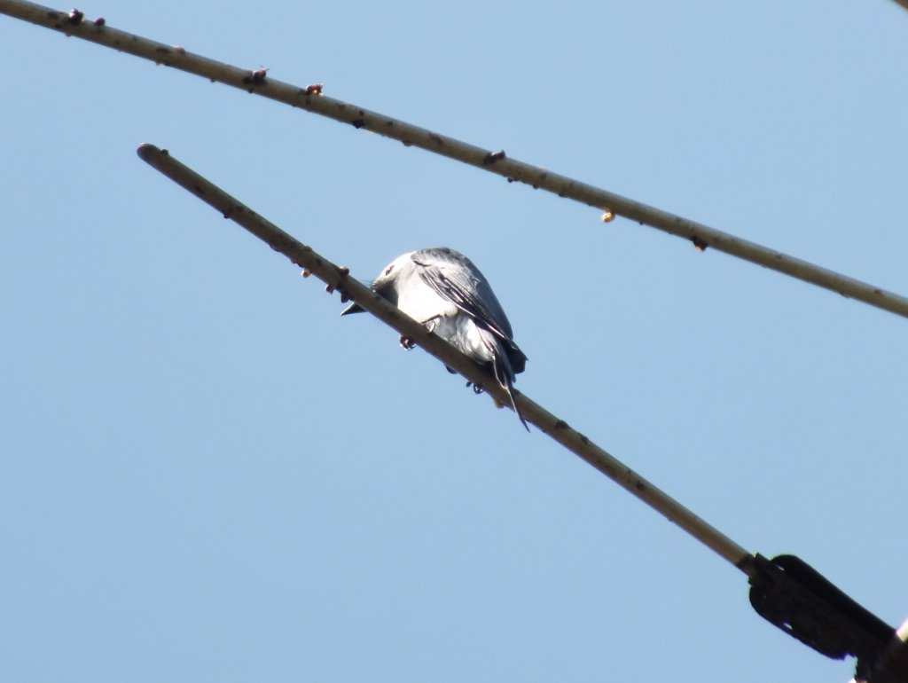 Ashy Drongo_2_Oct_16.jpg