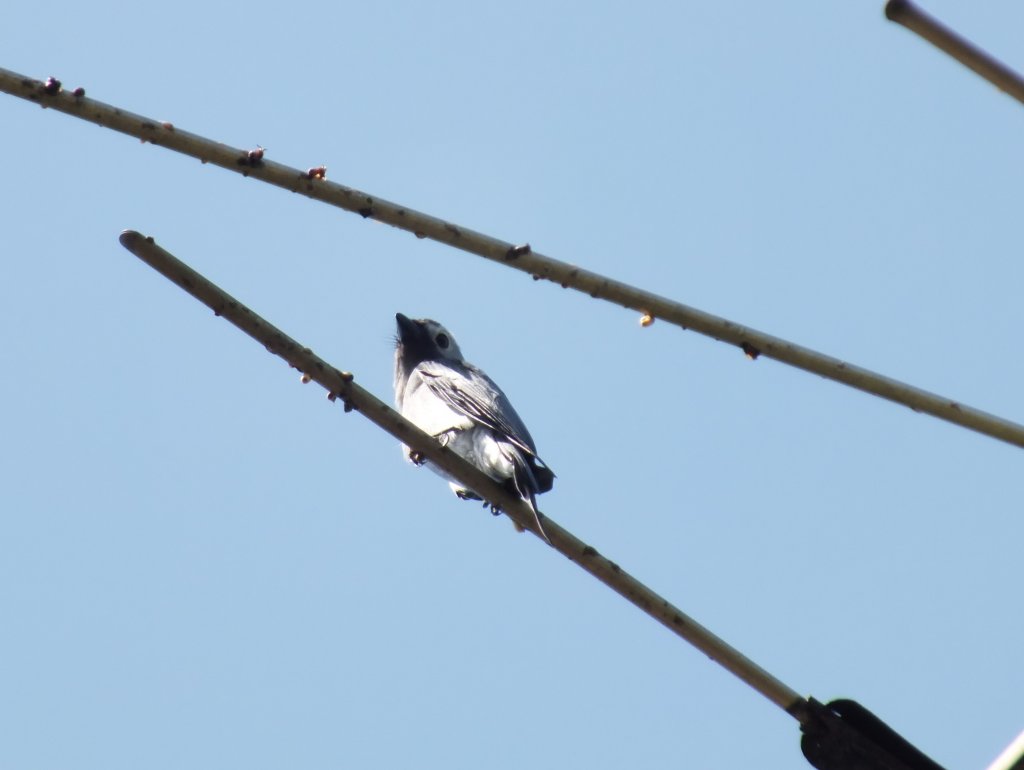 Ashy Drongo1_2_Oct_16.jpg