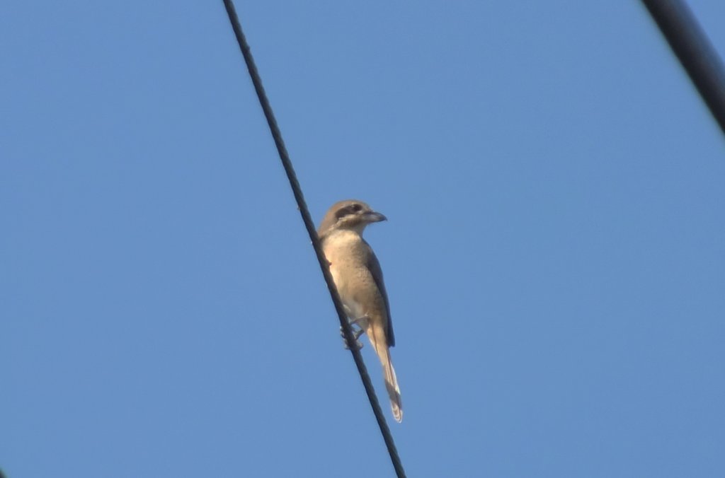 Juv_B Shrike.jpg
