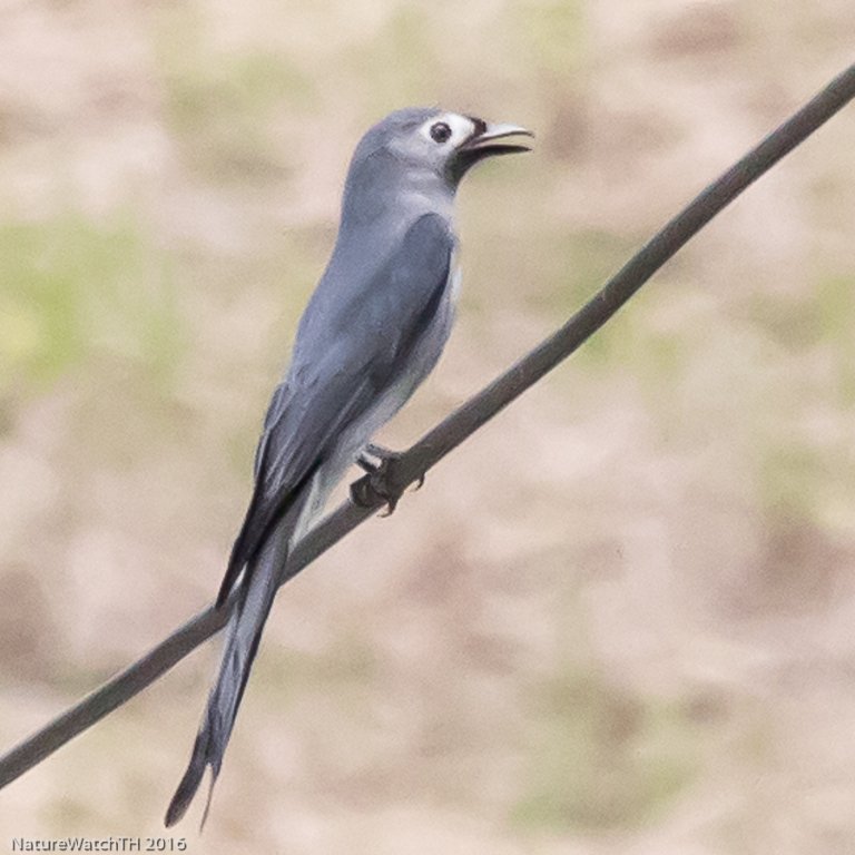 ashy drongo.jpg