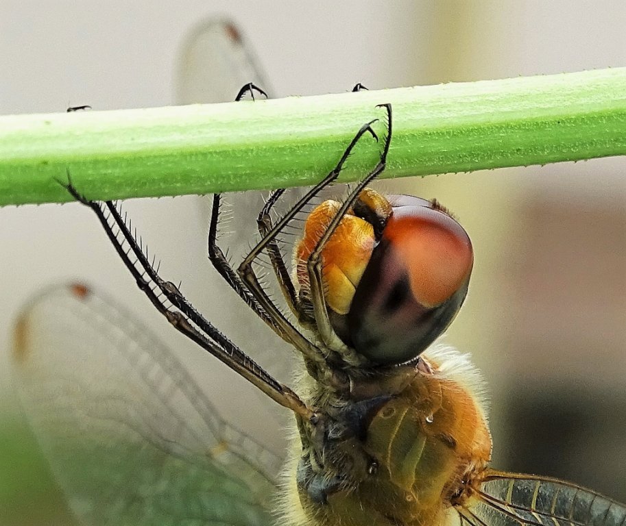 45 DSC05254 - Kopie (1024x862).jpg