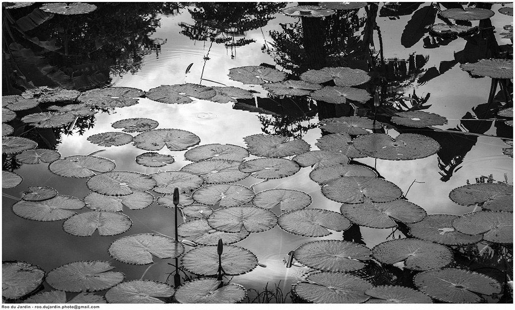 _ROO5604 b&w 1024.jpg