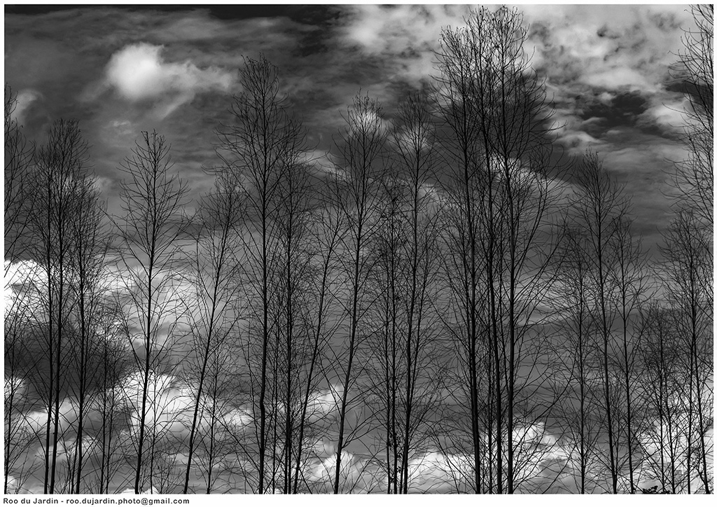 _DSC9897 b&w 1024.jpg