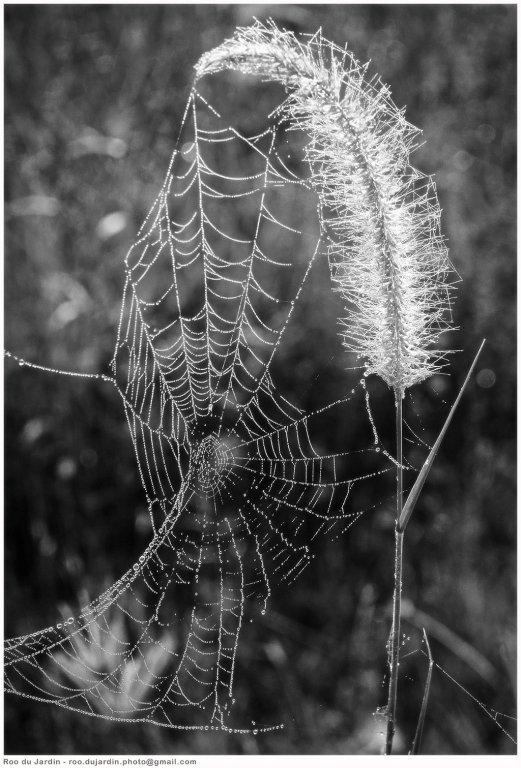 E_DSC7135 b&w 1024.jpg