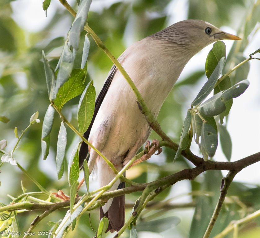 Chestnut Tailed Starling.jpg