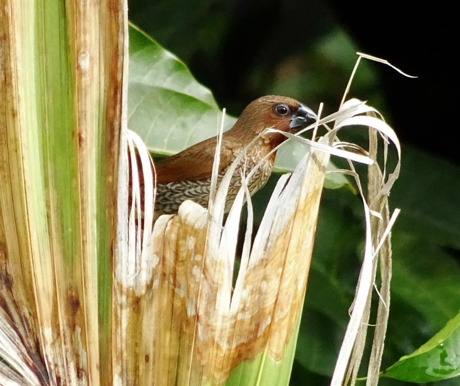 DSC00289 (Large).JPG