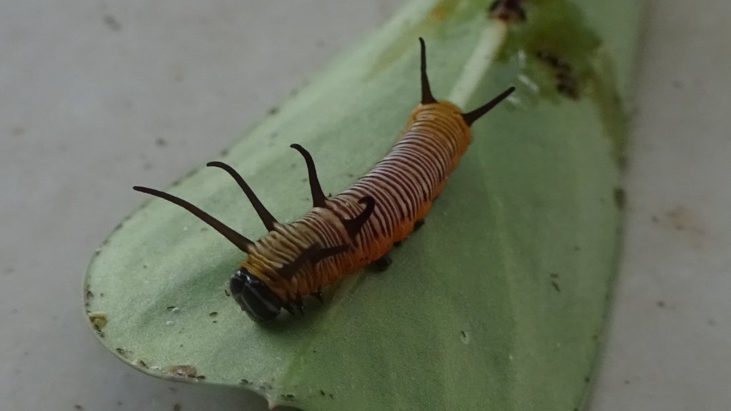 Desert Rose bug DSC06091.JPG
