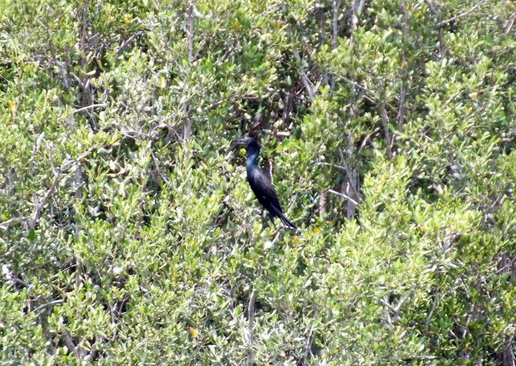 Indian Shag.jpg