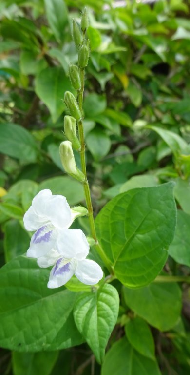 weed DSC06175 paint crop JPG bmp .jpg