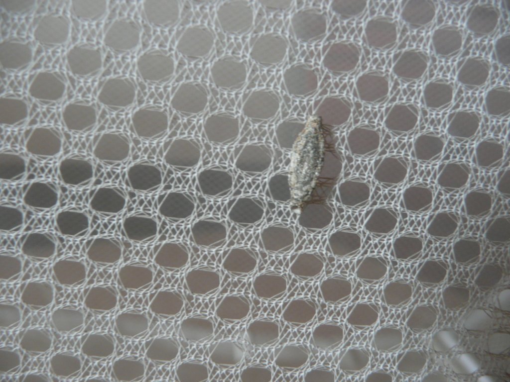 insect 003.JPG