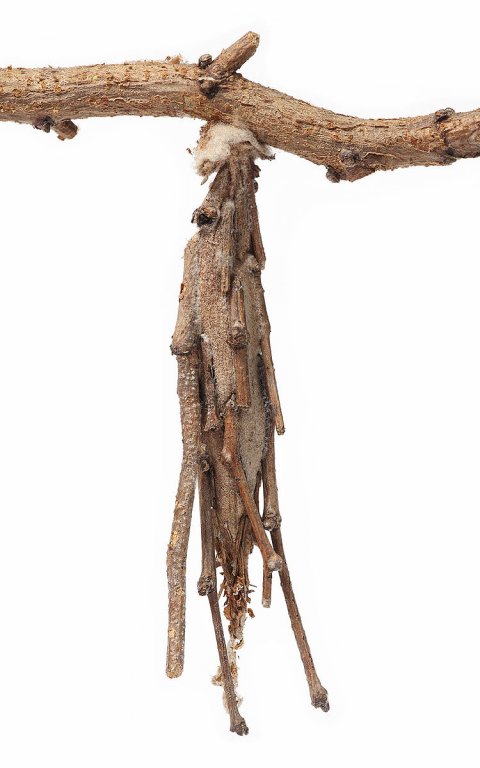Meture-Elongatus bagworm moth.jpg