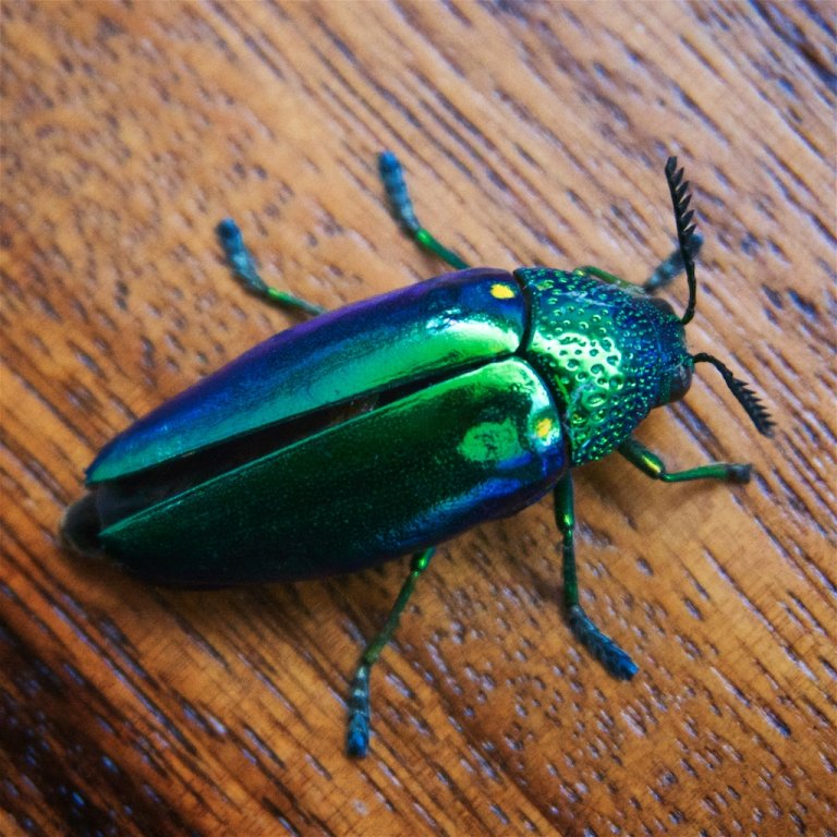 Jewel Bug  003.jpg
