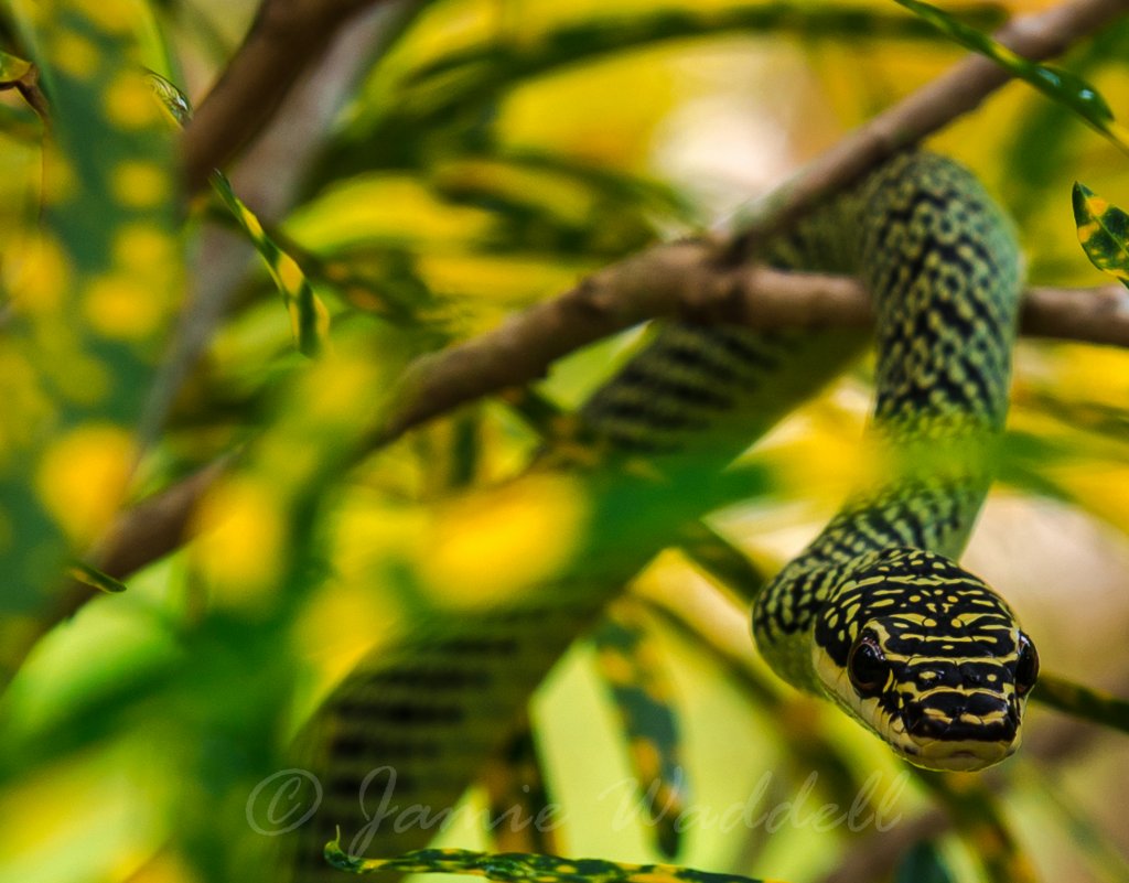 Golden Tree Snake (Chrysopelea Ornata) in bush close up.jpg
