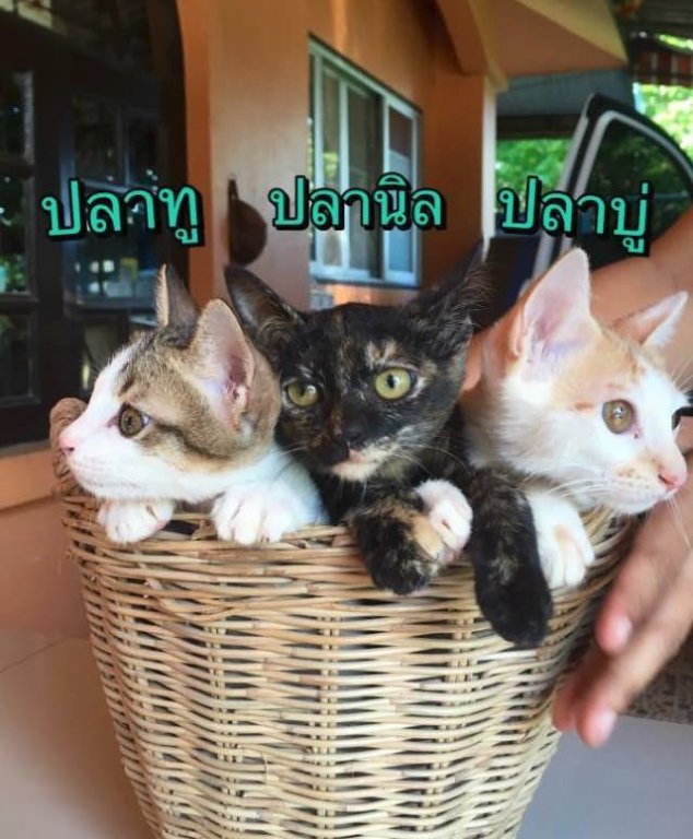 ThaSudkitties.jpg