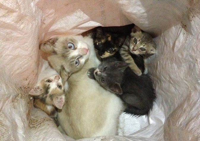 kitties1.jpg