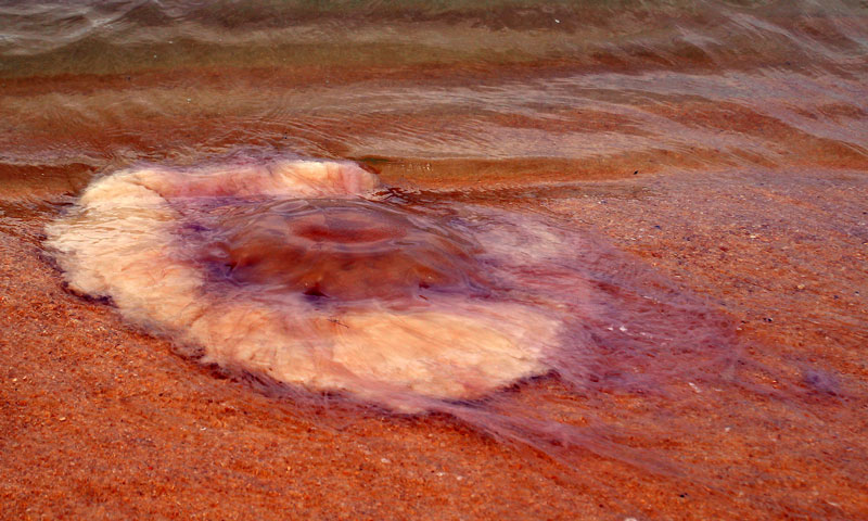 wJellyFish_IMG_5414.jpg