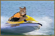 cat on jetski.jpg