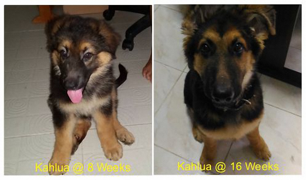 Kahlua-01_TV (resized).jpg